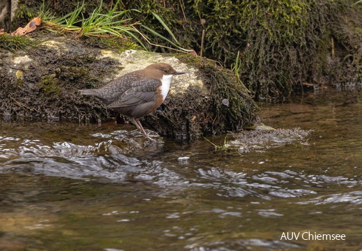 Wasseramsel 