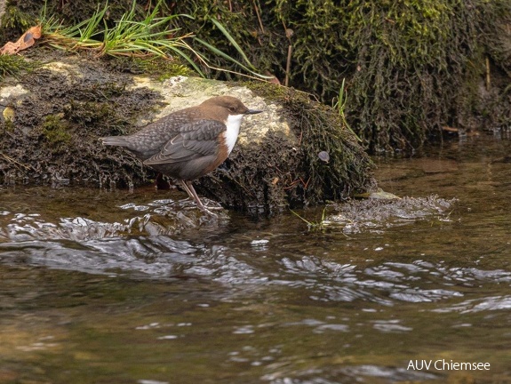 Wasseramsel 