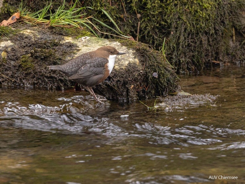 Wasseramsel 