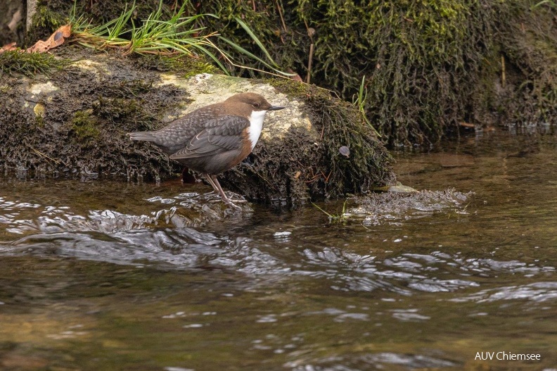 AktNatBeo-221226-ah-12-Wasseramsel Prien.jpg