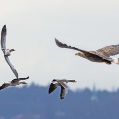 Seeadler attackiert Graugänse