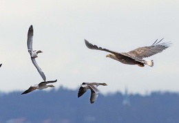 Seeadler attackiert Graugänse