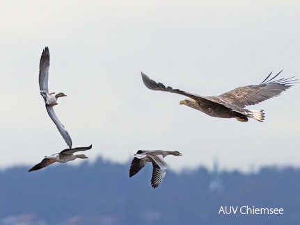 Seeadler attackiert Graugänse