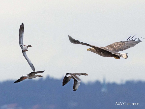 Seeadler attackiert Graugänse