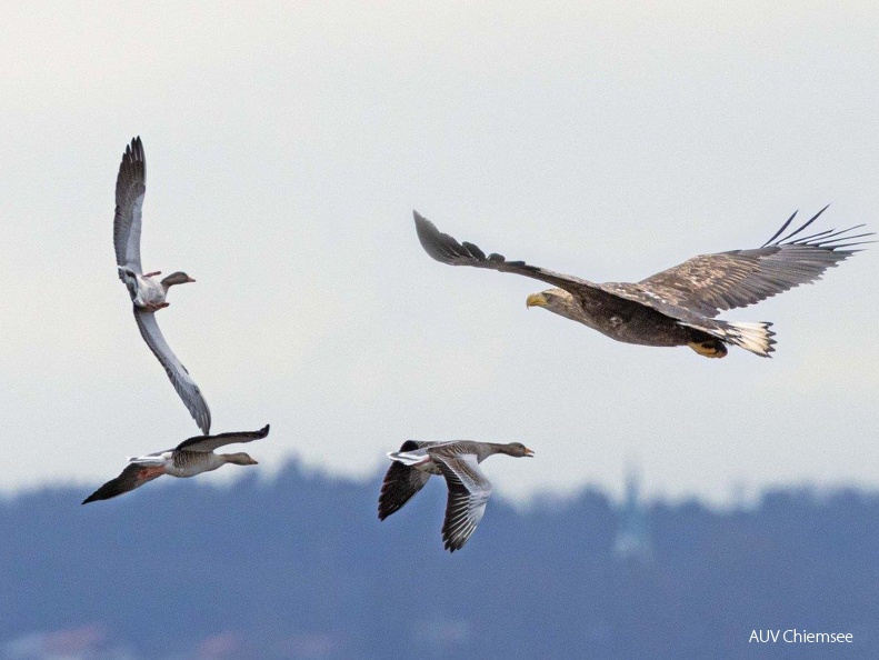 Seeadler attackiert Graugänse