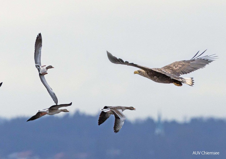 AktNatBeo-221226-ah-01-Seeadler attackiert Graugaense HB (1).jpg