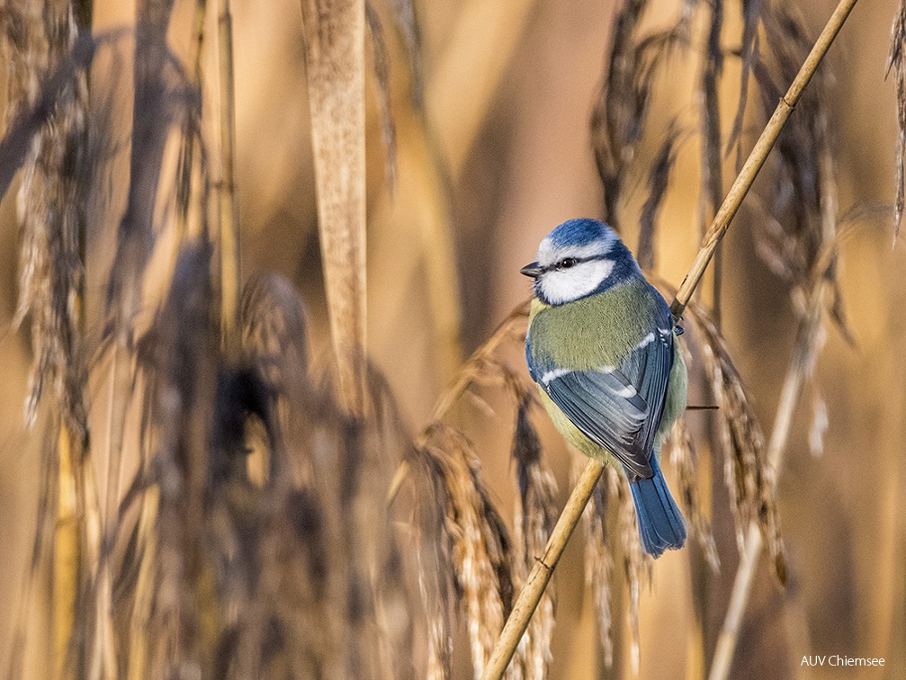 Blaumeise