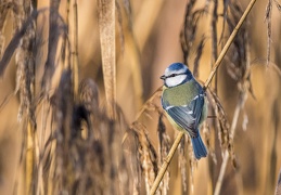 Blaumeise