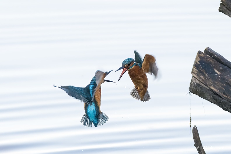 Eisvogel - Revierkampf
Mit einem Klick! zur Fotogeschichte mit weiteren Bildern
Naturbeobachtungsturm Hirschauer Bucht / 30.12.2022 / Foto: Thomas Alberer
AktNatBeo-221230-ta-11-HB-Eisvogel.jpg