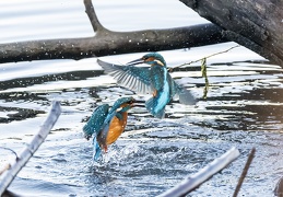 Eisvogel - Revierkampf