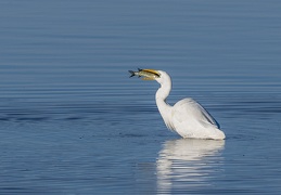 Silberreiher mit Hecht