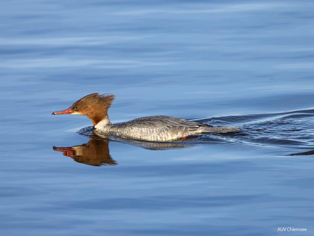 Gänsesäger Weibchen 