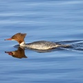 Gänsesäger Weibchen 