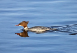 Gänsesäger Weibchen 