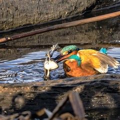 Eisvogel erbeutet großen Frosch