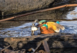 Eisvogel erbeutet großen Frosch