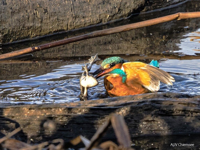 Eisvogel erbeutet großen Frosch