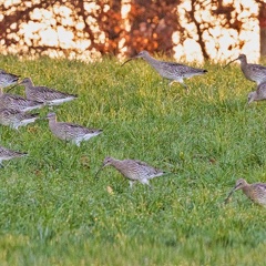 Brachvögel