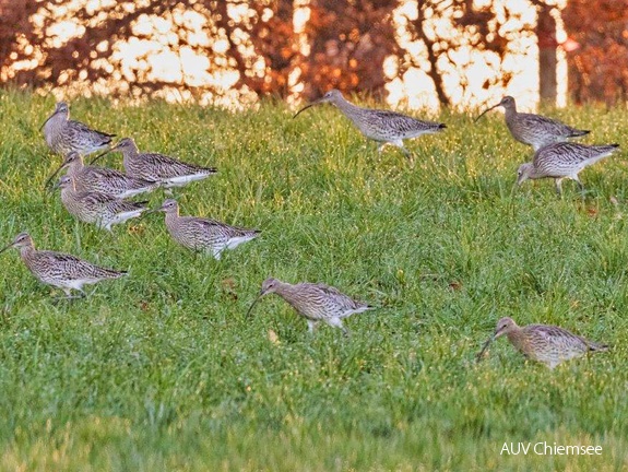 Brachvögel