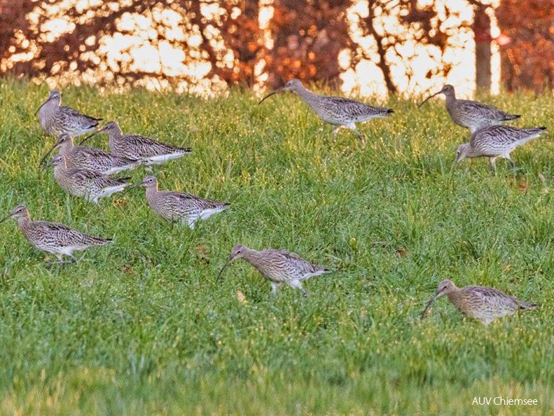 Brachvögel