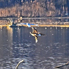 Seeadler mit Fisch -Belegfoto-