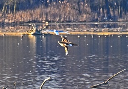 Seeadler mit Fisch -Belegfoto-