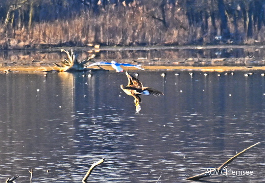 Seeadler mit Fisch -Belegfoto-