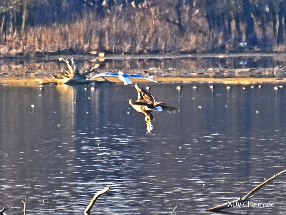 Seeadler mit Fisch -Belegfoto-