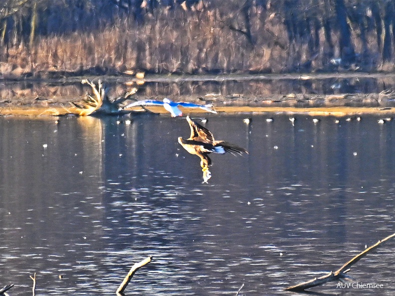 Seeadler mit Fisch -Belegfoto-