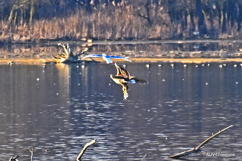 AktNatBeo-230101-sj-17-Seeadler_mit_Fisch_Hirschauer_Bucht_Sasha_Jumanca-Ausschnitt-Belegfoto-1140pix.jpg