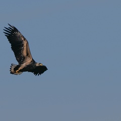 Seeadler 