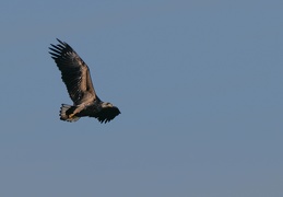 Seeadler 