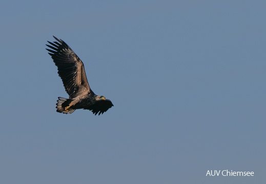 Seeadler 