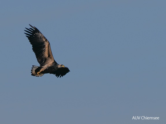 Seeadler 