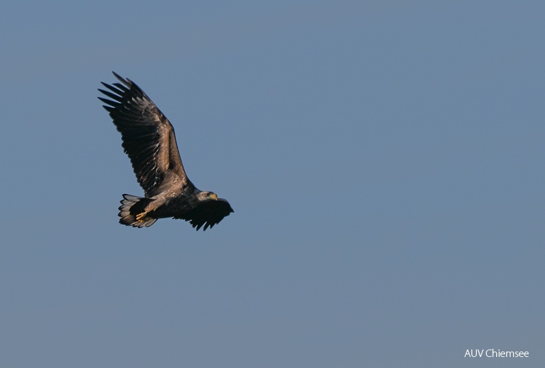 Seeadler
Mit einem Klick! zur Fotogeschichte mit weiteren Bildern
Turm Hirschauer Bucht / 1.01.2023 / Foto: Sasha Jumanca, 10 Jahre
AktNatBeo-230101-sj-10-Seeadler_Hirschauer_Bucht_Sasha_Jumanca.jpg