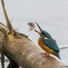 Eisvogel - Schluckversuche