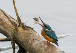 Eisvogel - Schluckversuche