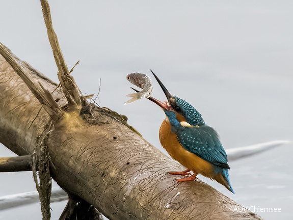 Eisvogel - Schluckversuche