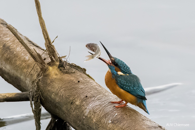 Eisvogel - Schluckversuche
Mit einem Klick! zur Fotogeschichte mit weiteren Bildern
Beobachtungsturm Hirschauer Bucht / 13.01.2023 / Foto: Thomas Alberer
AktNatBeo-230113-ta-01-HB-Eisvogel-23-01-13.jpg
