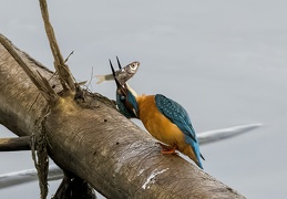 Eisvogel - Schluckversuche