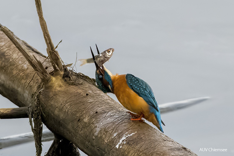 Eisvogel - Schluckversuche
Mit einem Klick! zur Fotogeschichte mit weiteren Bildern
Beobachtungsturm Hirschauer Bucht / 13.01.2023 / Foto: Thomas Alberer
AktNatBeo-230113-ta-03-HB-Eisvogel-23-01-13.jpg