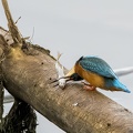 Eisvogel - Schluckversuche