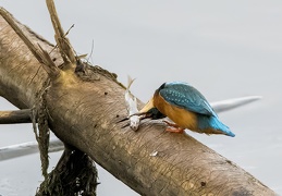 Eisvogel - Schluckversuche