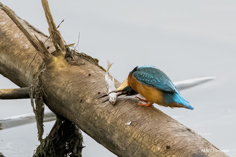 AktNatBeo-230113-ta-04-HB-Eisvogel-23-01-13.jpg