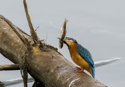 Eisvogel - Schluckversuche