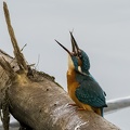 Eisvogel - Schluckversuche