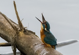 Eisvogel - Schluckversuche