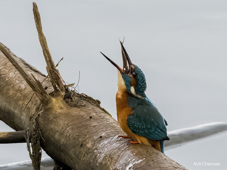 Eisvogel - Schluckversuche