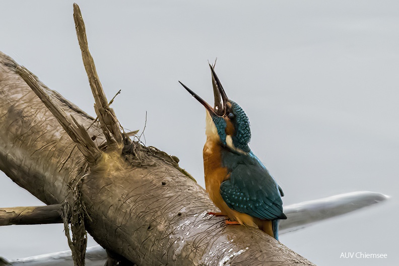 AktNatBeo-230113-ta-05-HB-Eisvogel-23-01-13.jpg