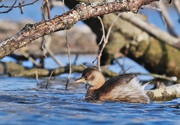 Monatsstartbild Februar Zwergtaucher